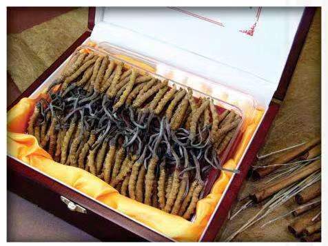 平顺冬虫夏草回收